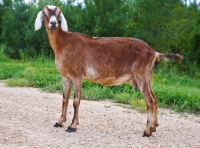 Picture of nubian goat side view
