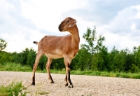 Picture of nubian goat standing on a path
