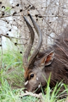 Picture of Nyala