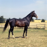 Picture of 'O' Bajan I, Shagya Arab stallion