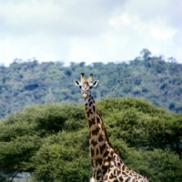 Picture of oak leaf patterned giraffe in lake manyara np