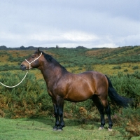Picture of oakley jonathan 111, new forest stallion sire of peveril pickwick