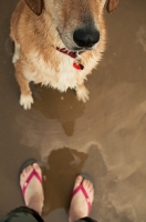 Picture of obedient dog on beach