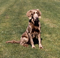 Picture of obedient looking weimaraner