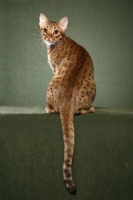 Picture of Ocicat back view