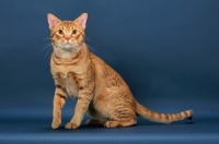 Picture of Ocicat, cinnamon spotted tabby colour