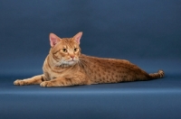Picture of Ocicat, cinnamon spotted tabby colour
