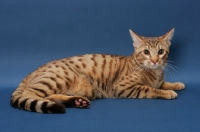 Picture of Ocicat crouching, Chocolate Spotted Tabby colour