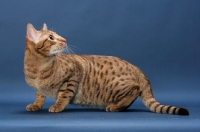 Picture of Ocicat crouching, Chocolate Spotted Tabby colour