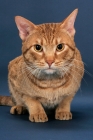 Picture of Ocicat crouching down, cinnamon spotted tabby colour