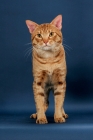Picture of Ocicat front view, cinnamon spotted tabby colour