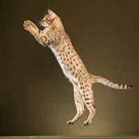 Picture of Ocicat jumping