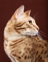 Picture of Ocicat looking away