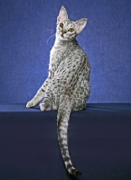 Picture of Ocicat, looking back, on blue background