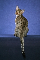 Picture of Ocicat, looking back on blue background