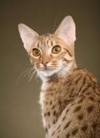 Picture of Ocicat looking back