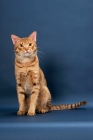 Picture of Ocicat looking towards camera, cinnamon spotted tabby colour