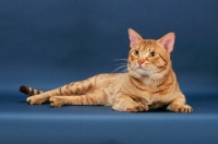 Picture of Ocicat lying down, cinnamon spotted tabby colour