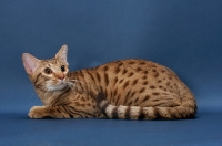 Picture of Ocicat lying down on blue background, Chocolate Spotted Tabby colour