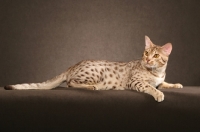 Picture of Ocicat lying down