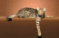 Picture of Ocicat lying down