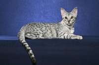 Picture of Ocicat lying on blue background