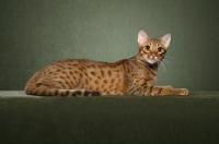 Picture of Ocicat lying on green background