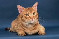 Picture of Ocicat on blue background, cinnamon spotted tabby colour