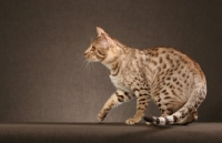 Picture of Ocicat on brown background