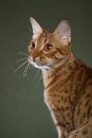 Picture of Ocicat on green background