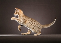 Picture of Ocicat on grey background