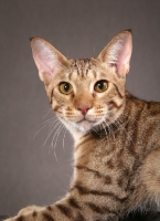 Picture of Ocicat on grey background