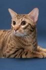 Picture of Ocicat portrait, Chocolate Spotted Tabby colour