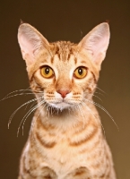 Picture of Ocicat portrait, front view