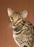 Picture of Ocicat portrait