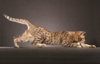 Picture of Ocicat, prowling