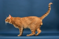 Picture of Ocicat side view, cinnamon spotted tabby colour