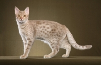 Picture of Ocicat side view, full body