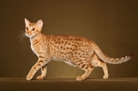 Picture of Ocicat side view