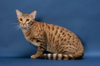 Picture of Ocicat sitting down, Chocolate Spotted Tabby colour