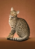 Picture of Ocicat sitting down in studio