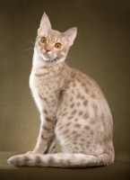 Picture of Ocicat sitting down