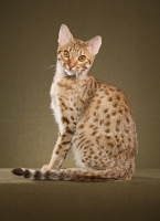 Picture of Ocicat sitting down