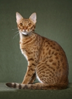 Picture of Ocicat sitting on green background