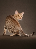 Picture of Ocicat turning on brown background