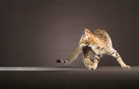 Picture of Ocicat turning