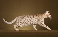 Picture of Ocicat walking in studio