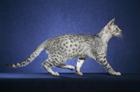 Picture of Ocicat walking on blue background