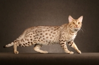 Picture of Ocicat walking on brown background