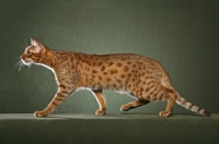 Picture of Ocicat walking on green background